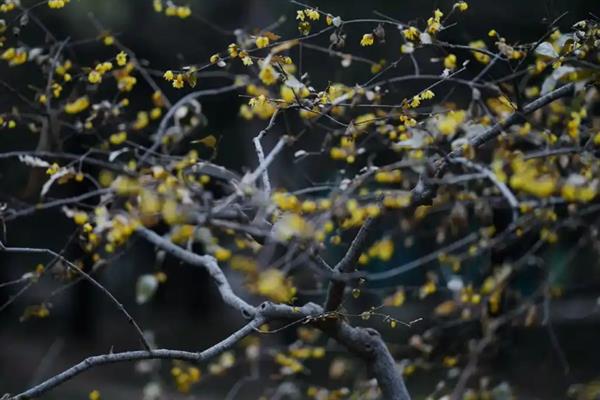 腊梅的花语，不同颜色的花语不同