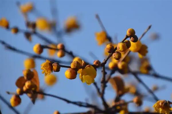 腊梅的花语，不同颜色的花语不同