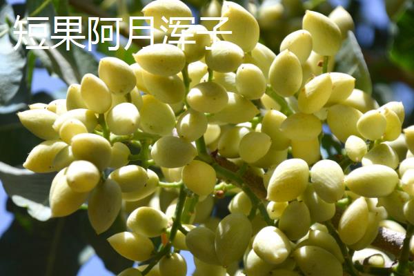 开心果属于哪种植物的果实,由开心果树结出、也叫阿月浑子