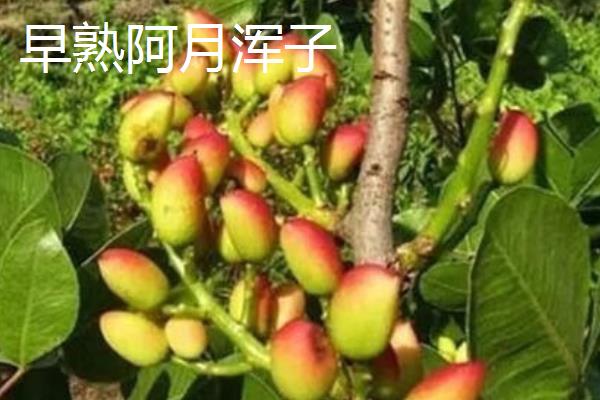 开心果属于哪种植物的果实,由开心果树结出、也叫阿月浑子