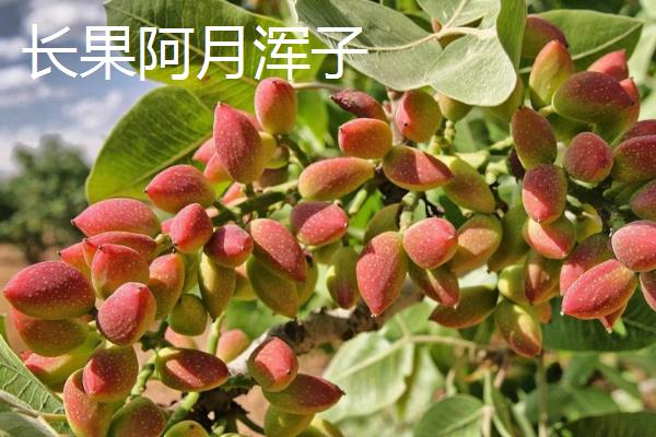 开心果属于哪种植物的果实,由开心果树结出、也叫阿月浑子