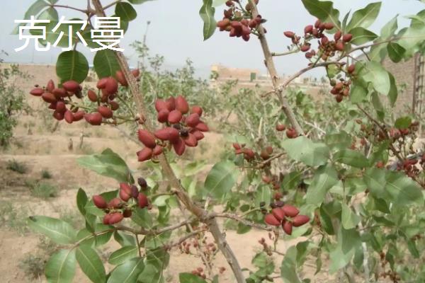 开心果属于哪种植物的果实,由开心果树结出、也叫阿月浑子