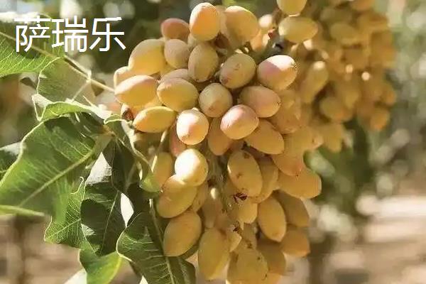 开心果属于哪种植物的果实,由开心果树结出、也叫阿月浑子