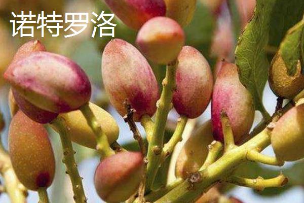 开心果属于哪种植物的果实,由开心果树结出、也叫阿月浑子
