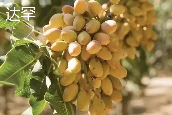 开心果属于哪种植物的果实,由开心果树结出、也叫阿月浑子