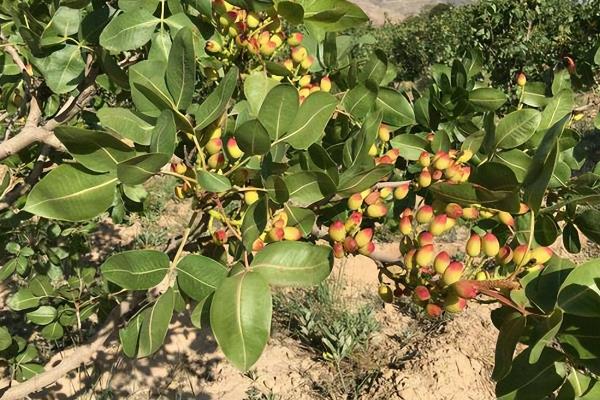 开心果属于哪种植物的果实,由开心果树结出、也叫阿月浑子