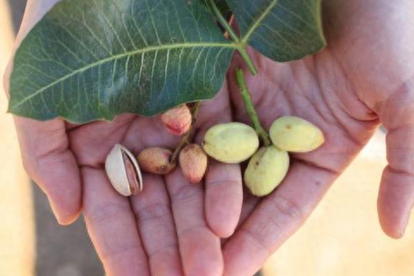 开心果属于哪种植物的果实,由开心果树结出、也叫阿月浑子