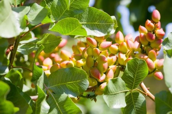 开心果属于哪种植物的果实,由开心果树结出、也叫阿月浑子