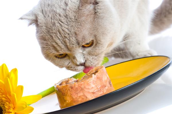 母猫吃小猫的原因，可能是母猫营养不良所致