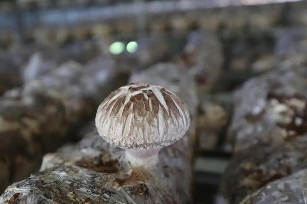 食用菌的种植技术，首先调配好合适的基质