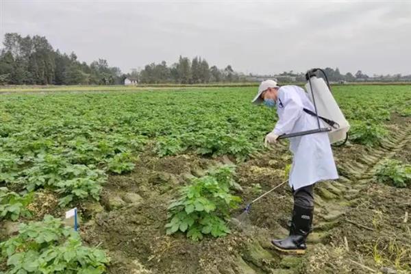 赤霉素的适用对象，适用于棉花、番茄、马铃薯等作物