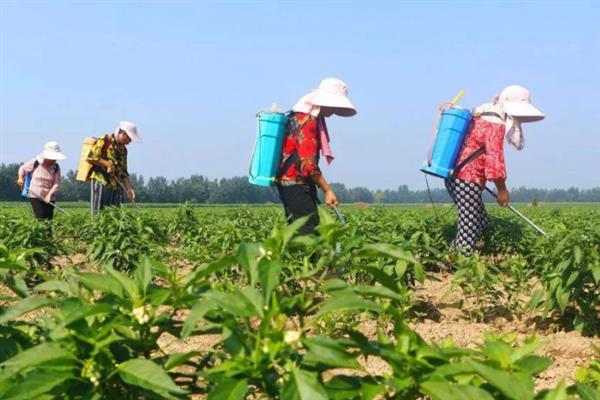 赤霉素的适用对象，适用于棉花、番茄、马铃薯等作物