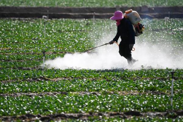 赤霉素的适用对象，适用于棉花、番茄、马铃薯等作物