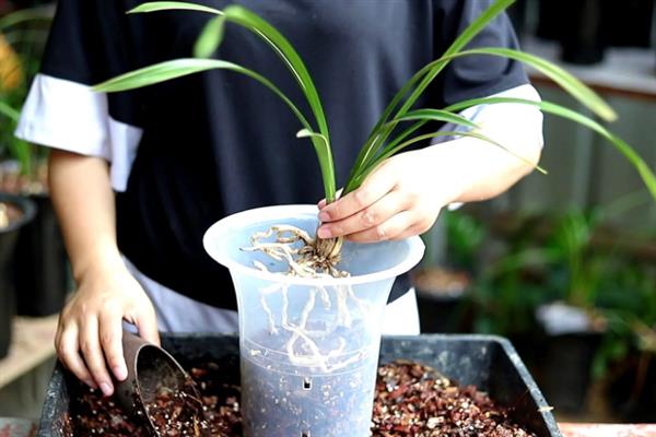 兰花的叶子黄了怎么处理，需控制好浇水量