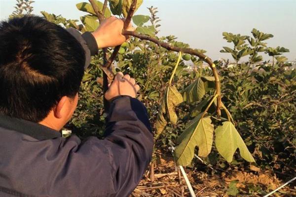 无花果怎么露天种植，按照3-4米的距离定植