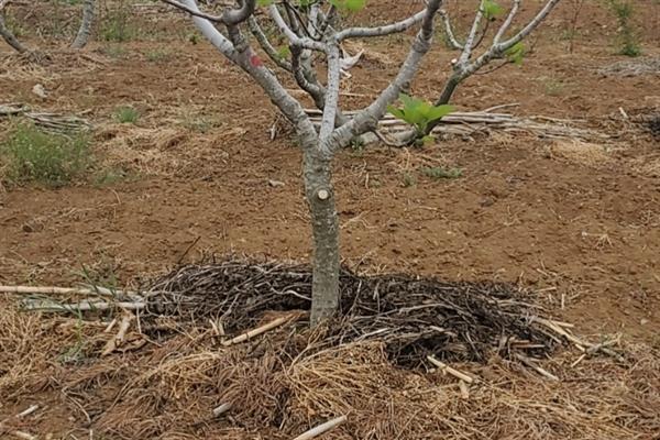 无花果怎么露天种植，按照3-4米的距离定植