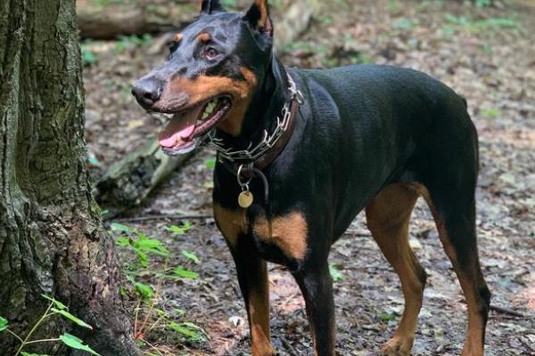 德国杜宾犬的缺点，战斗力量稍弱且怕冷