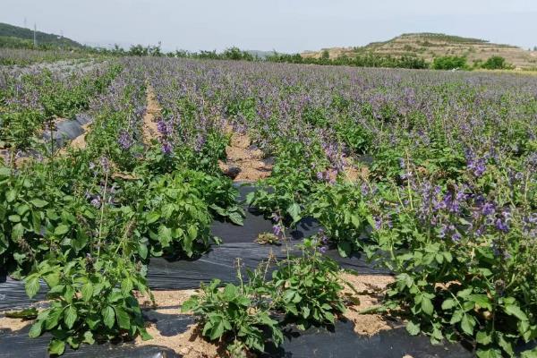 丹参的繁殖方法，以分根、芦头繁殖为主