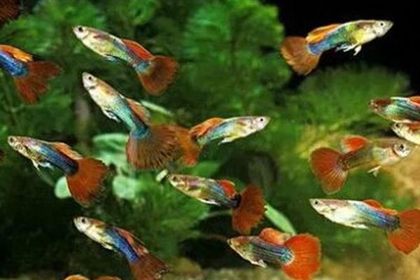 刚生完小鱼的母鱼怎么处理,一定要及时捞出