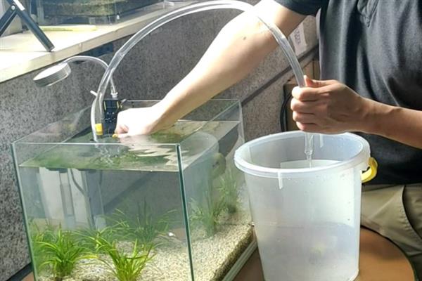 刚生完小鱼的母鱼怎么处理,一定要及时捞出