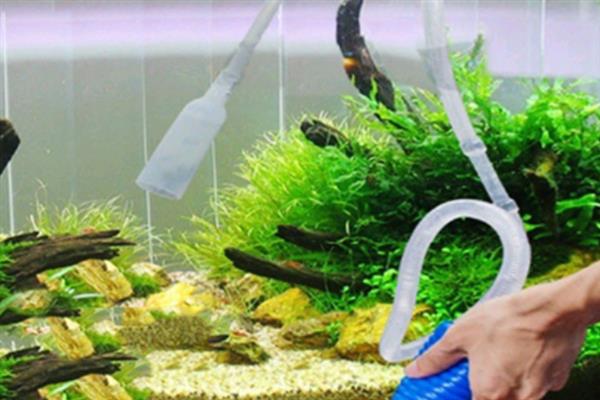 刚生完小鱼的母鱼怎么处理,一定要及时捞出