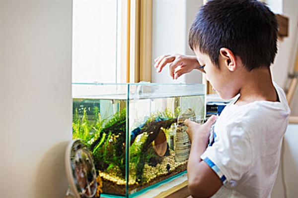 刚生完小鱼的母鱼怎么处理,一定要及时捞出