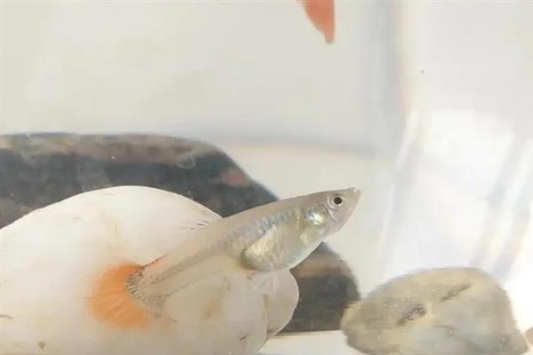 刚生完小鱼的母鱼怎么处理,一定要及时捞出