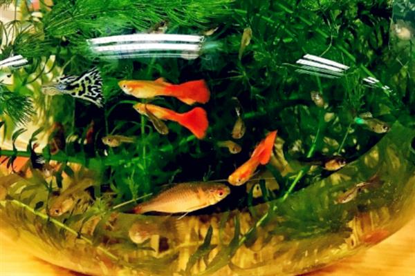 刚生完小鱼的母鱼怎么处理,一定要及时捞出