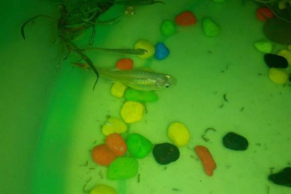 刚生完小鱼的母鱼怎么处理,一定要及时捞出