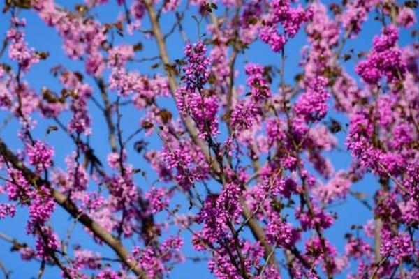 紫荆花的其它名字，学名叫做红花羊蹄甲