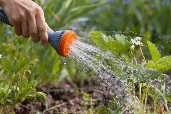 草莓属于喜旱还是喜涝植物，喜湿但不喜涝、不喜旱