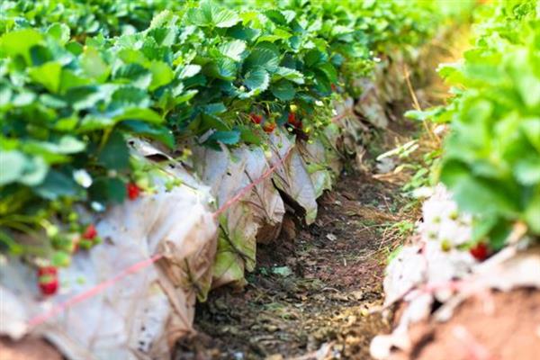 草莓属于喜旱还是喜涝植物，喜湿但不喜涝、不喜旱