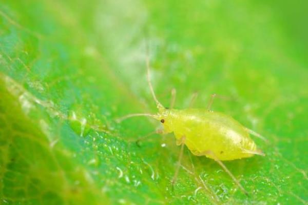 黄金钮的常见虫害及防治方法，常见的有红蜘蛛、白蜘蛛等