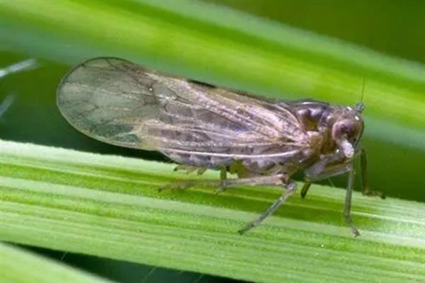 氯噻啉的特点，活性强且不受高温限制、害虫没有抗药性