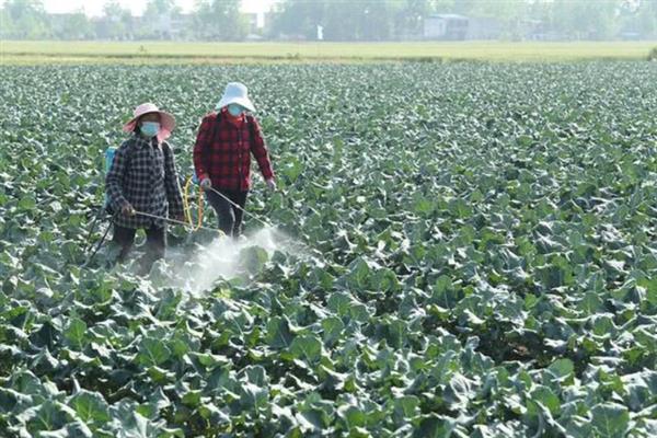 氯噻啉的特点，活性强且不受高温限制、害虫没有抗药性