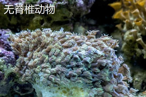 脊椎动物和无脊椎动物有什么区别，前者有脊椎骨、后者无脊椎骨