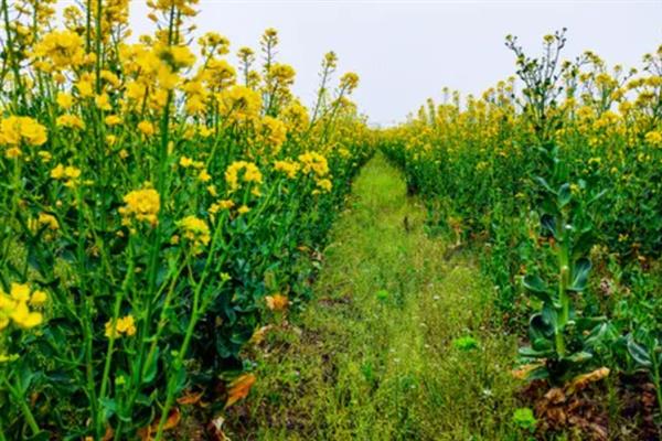 春季种植油菜花需要催熟排水吗，需要催熟也要及时排水