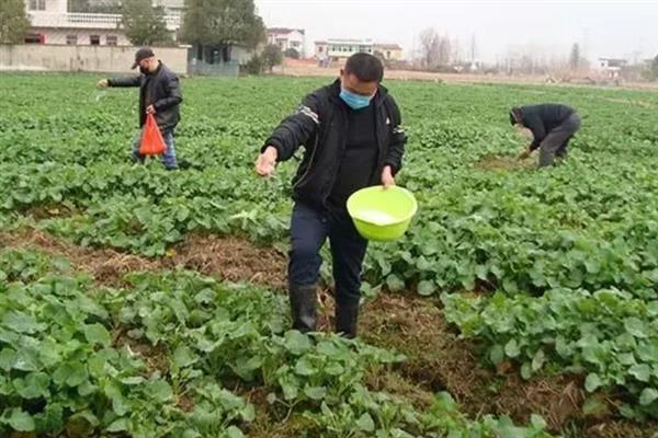 春季种植油菜花需要催熟排水吗，需要催熟也要及时排水