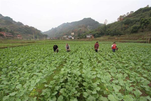 春季种植油菜花需要催熟排水吗，需要催熟也要及时排水