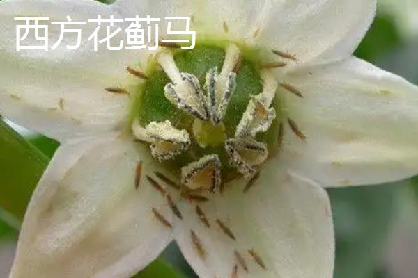 长寿花的主要虫害，有蚜虫、西方花蓟马等