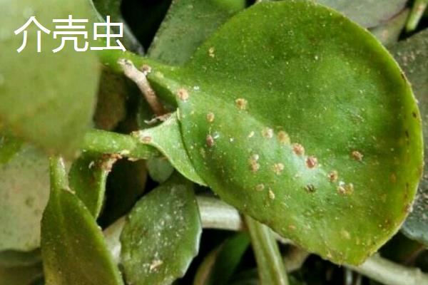 长寿花的主要虫害，有蚜虫、西方花蓟马等