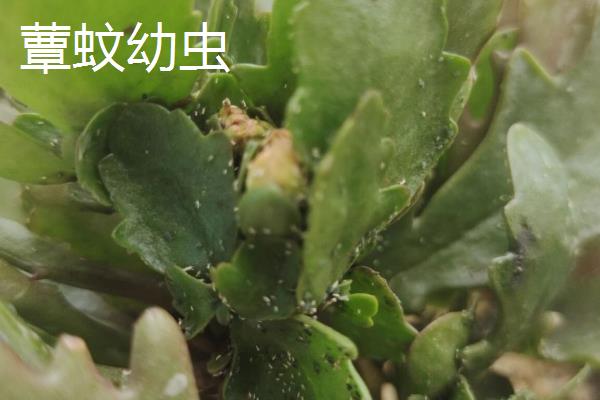 长寿花的主要虫害，有蚜虫、西方花蓟马等