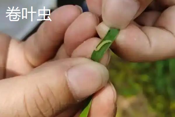 长寿花的主要虫害，有蚜虫、西方花蓟马等