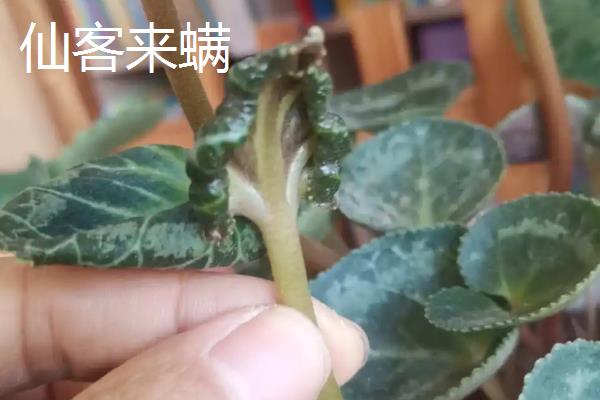 长寿花的主要虫害，有蚜虫、西方花蓟马等