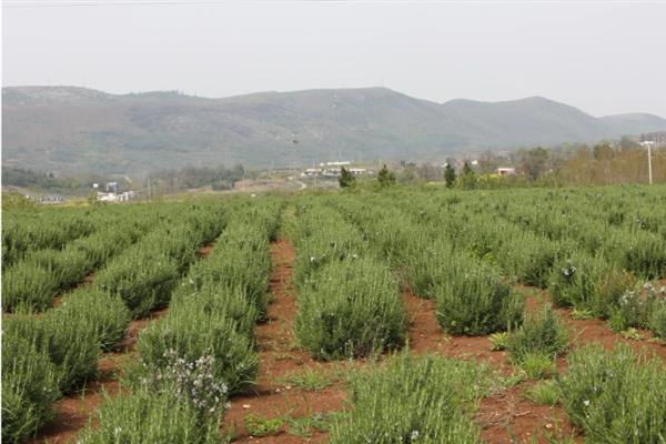 种植迷迭香能驱逐老鼠吗，能去老鼠