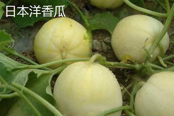 湖北宜都市的特产，有红茶、金箍条等