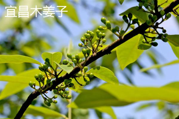 湖北宜都市的特产，有红茶、金箍条等