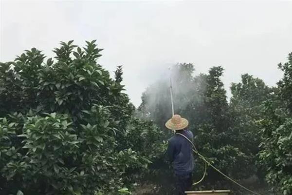 柑橘为什么会出现黑皮果，是受到了锈壁虱的危害