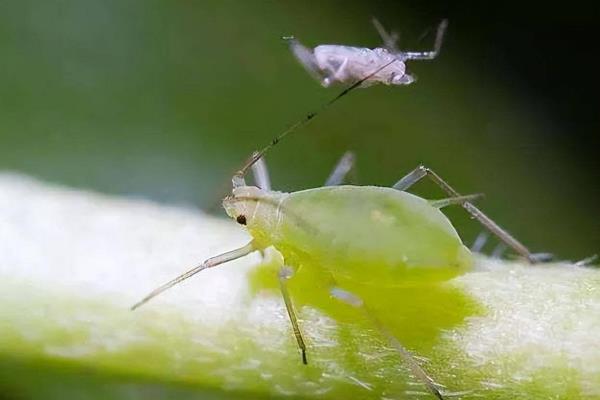 氟啶虫酰胺有什么作用，可防治蚜虫等刺吸式口器害虫