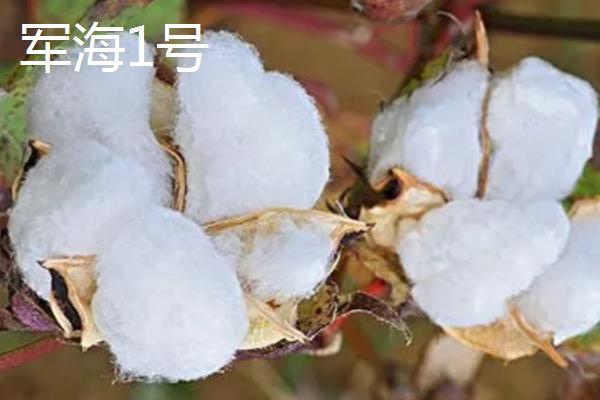 新疆棉花的品种，常见的有军海1号、新海棉等